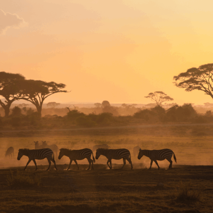 Kenya | Market Study (Medical Devices & eHealth)
