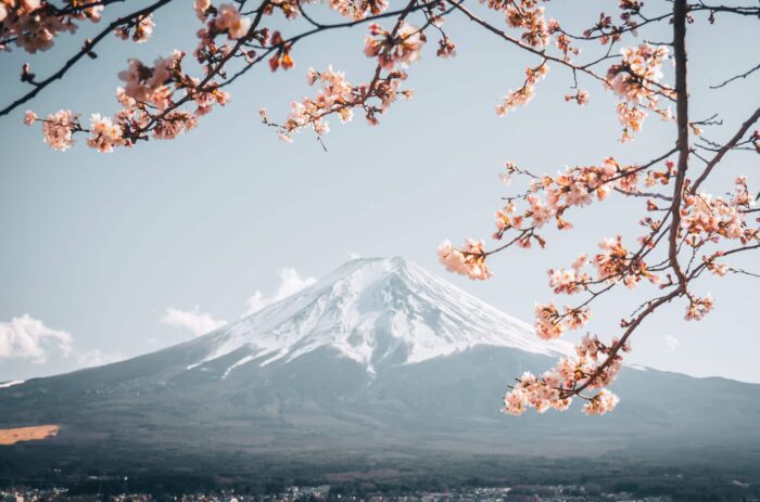 Blossom Mount Fuji Japan